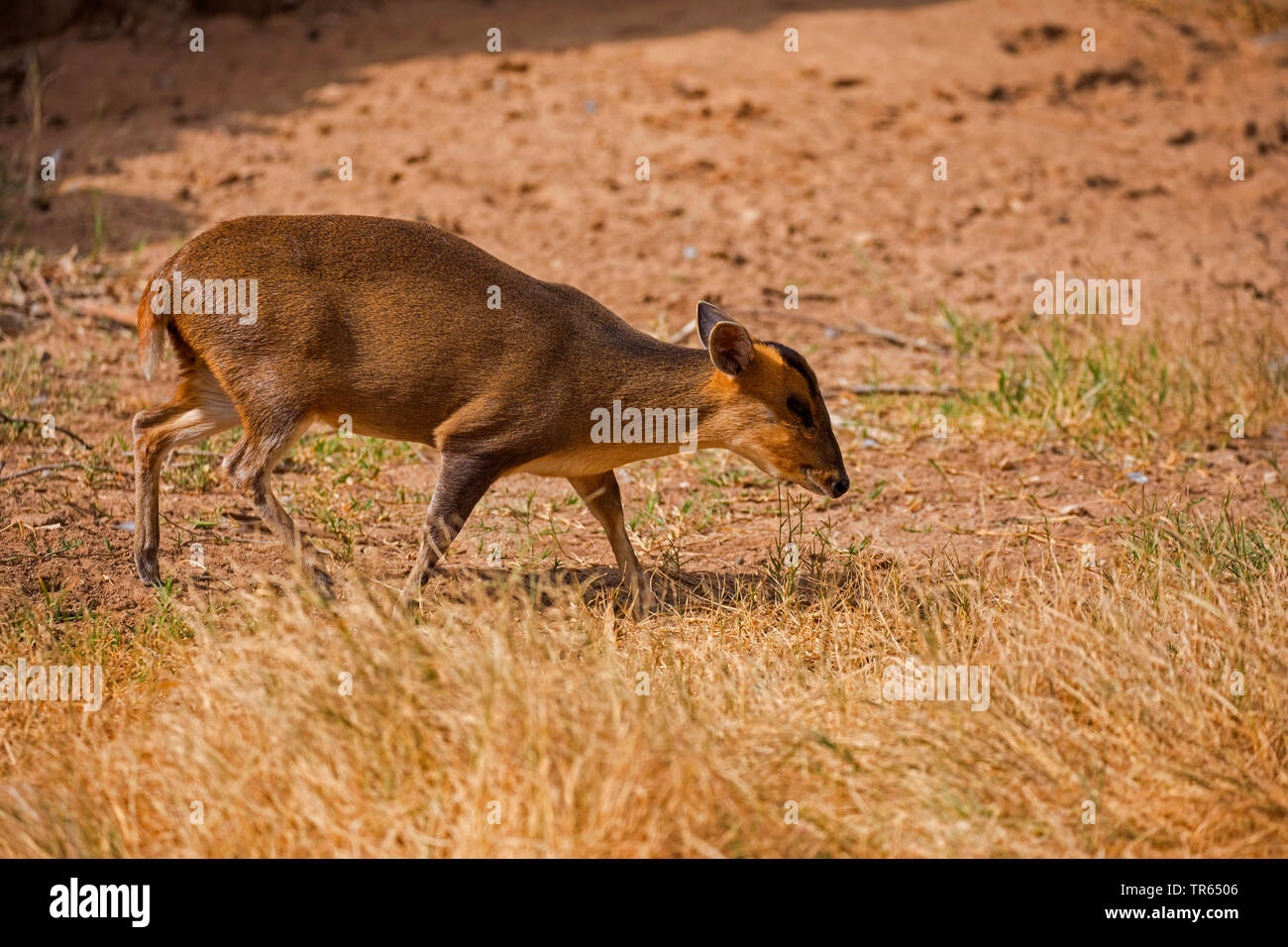 Chinese muntjac, Reeve's muntjac (Muntiacus reevesi), grazing female, side view Stock Photo