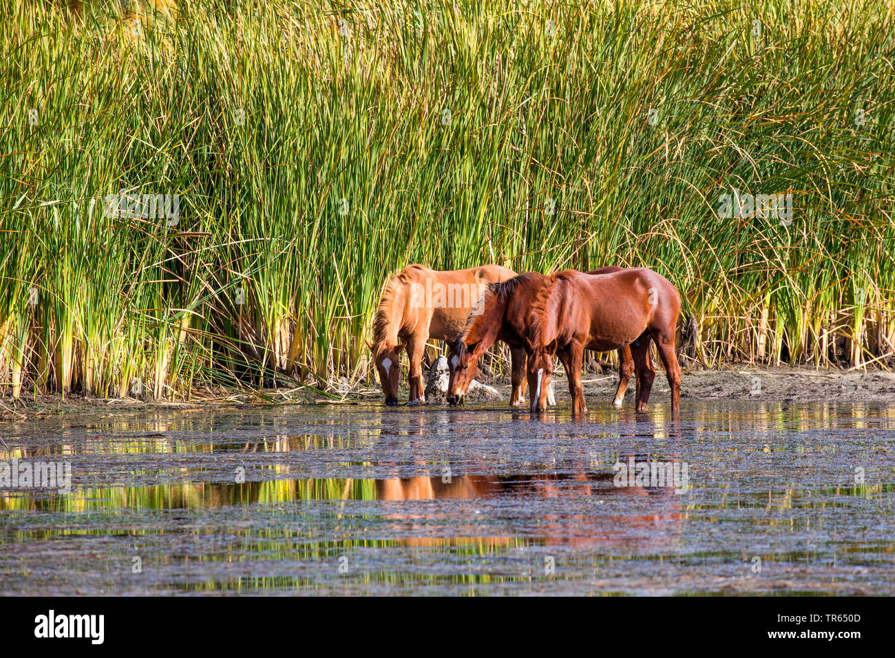 domestic horse (Equus spec.), wild mustangs feeding water plants in shallow water after long dryness, free-roaming horse, USA, Arizona, Salt river, Phoenix Stock Photo