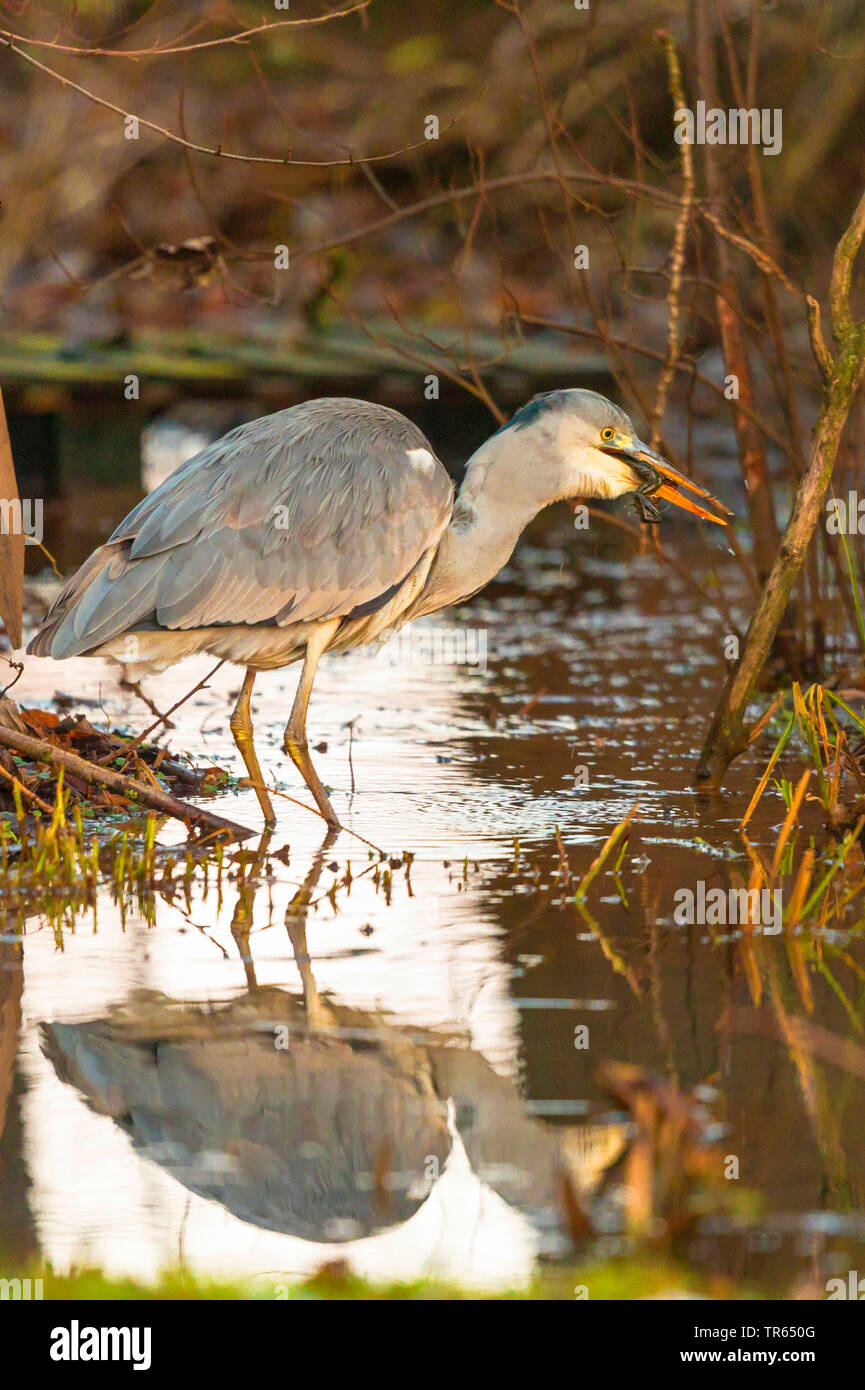 grey heron (Ardea cinerea), standing in shallow water and eating an overwintering grass frog, side view, Germany, Bavaria Stock Photo