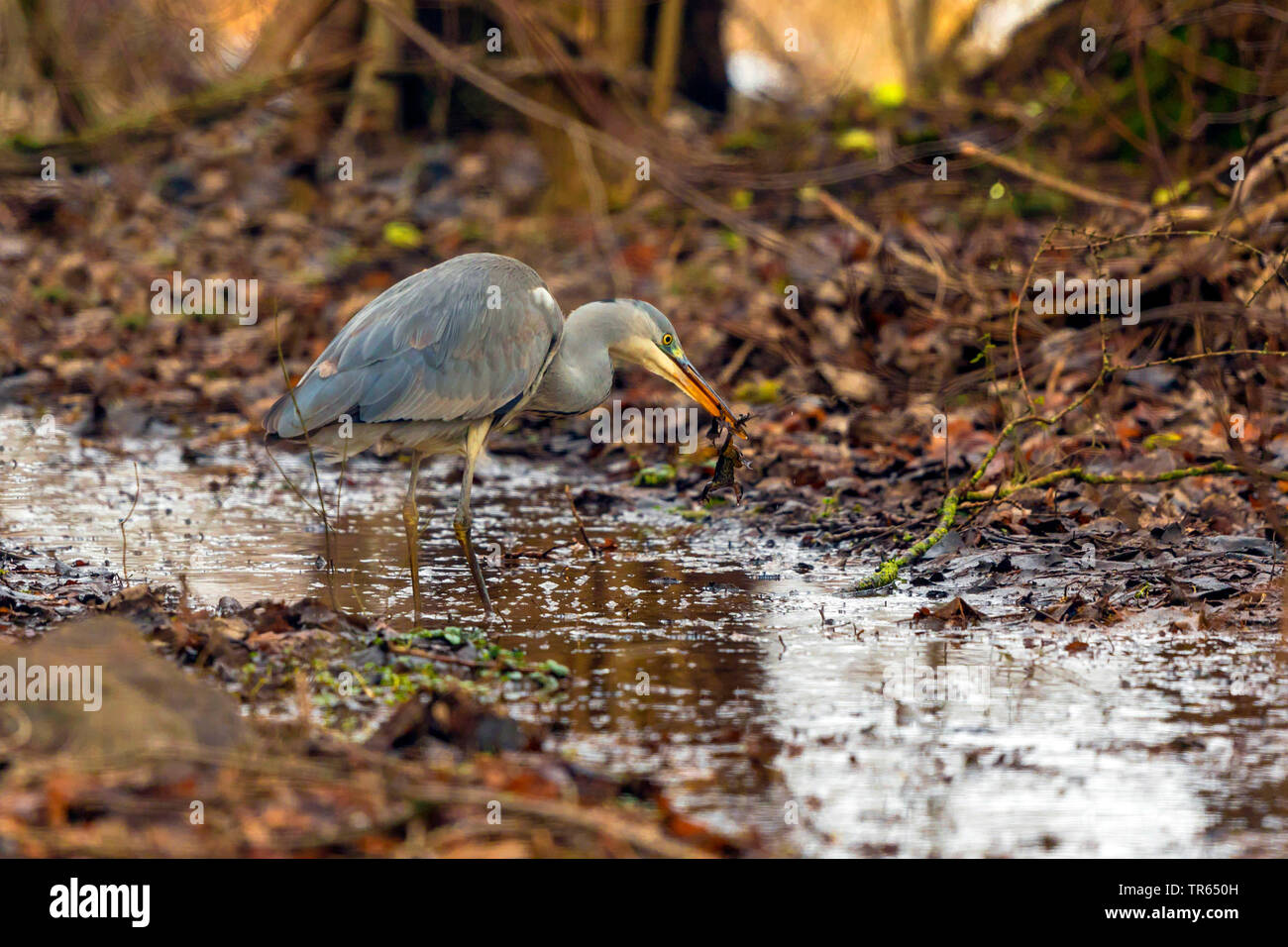 grey heron (Ardea cinerea), standing in shallow water and eating an overwintering grass frog, side view, Germany, Bavaria Stock Photo