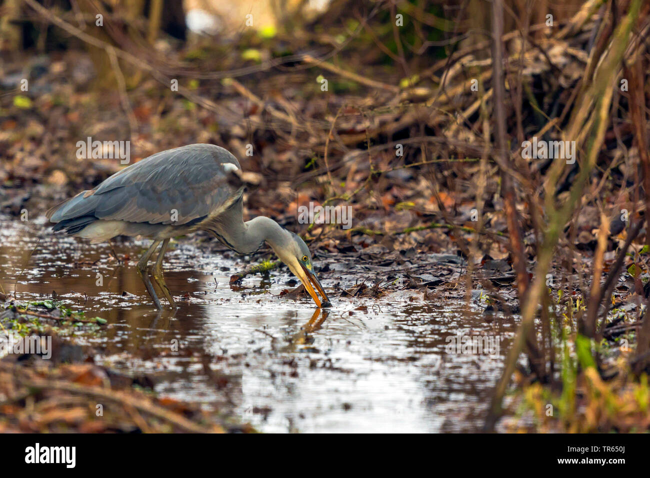 grey heron (Ardea cinerea), standing in shallow water and catching an overwintering grass frog, side view, Germany, Bavaria Stock Photo