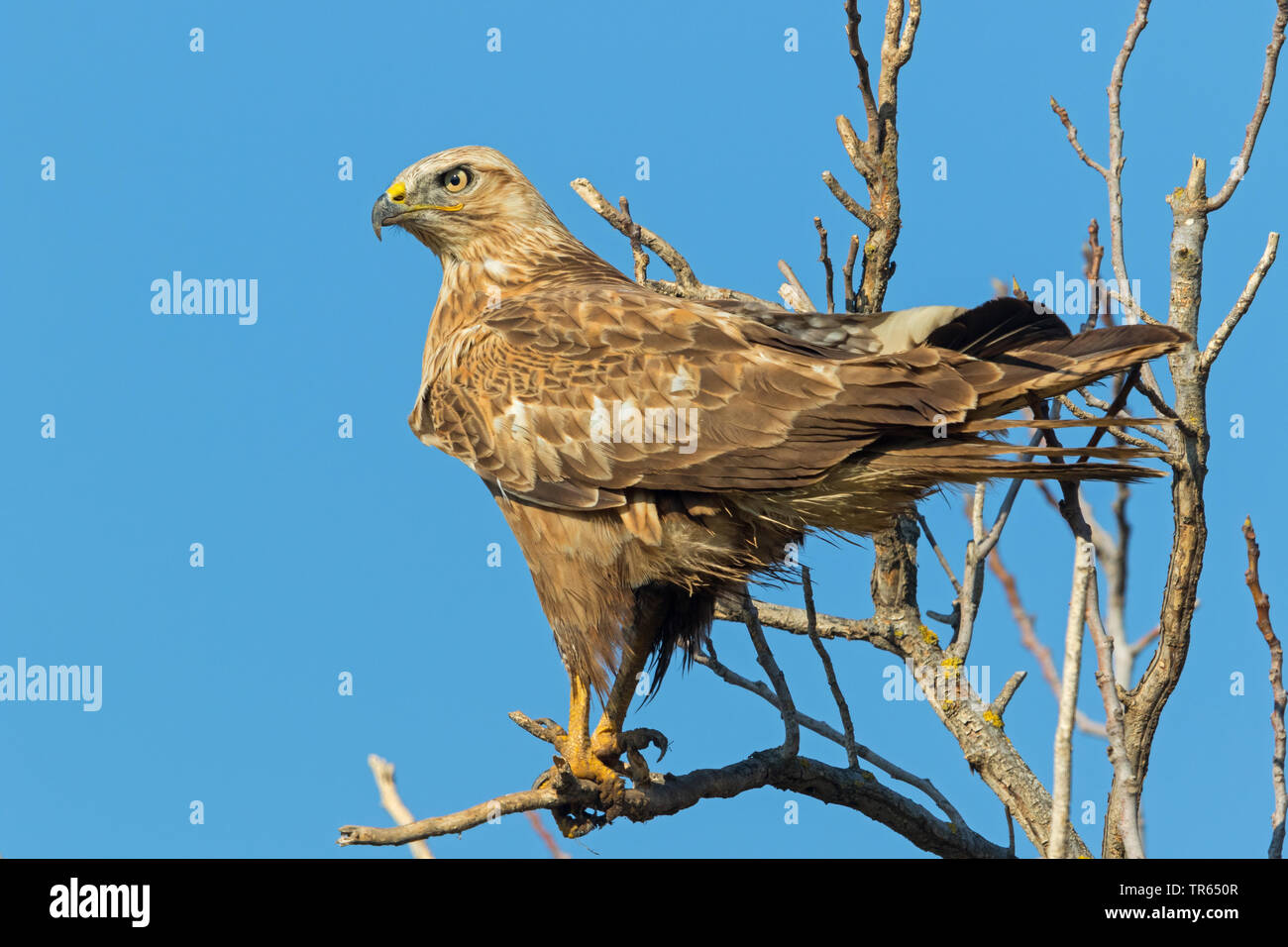 long-legged buzzard (Buteo rufinus), sitting on a dead tree, Israel Stock Photo