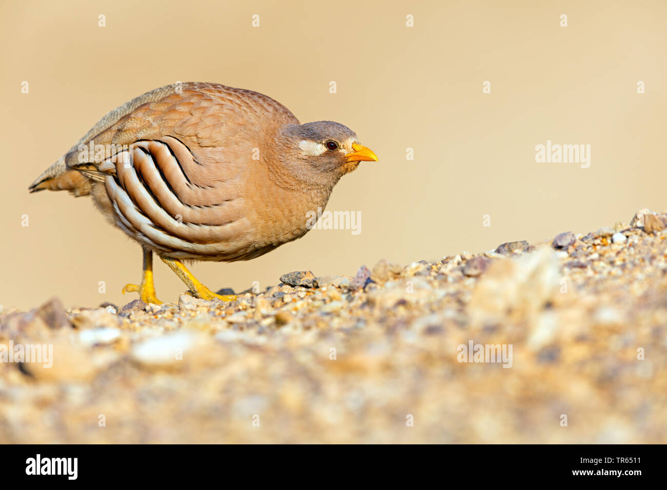 sand partridge (Ammoperdix heyi), searching for food on the ground, Israel Stock Photo