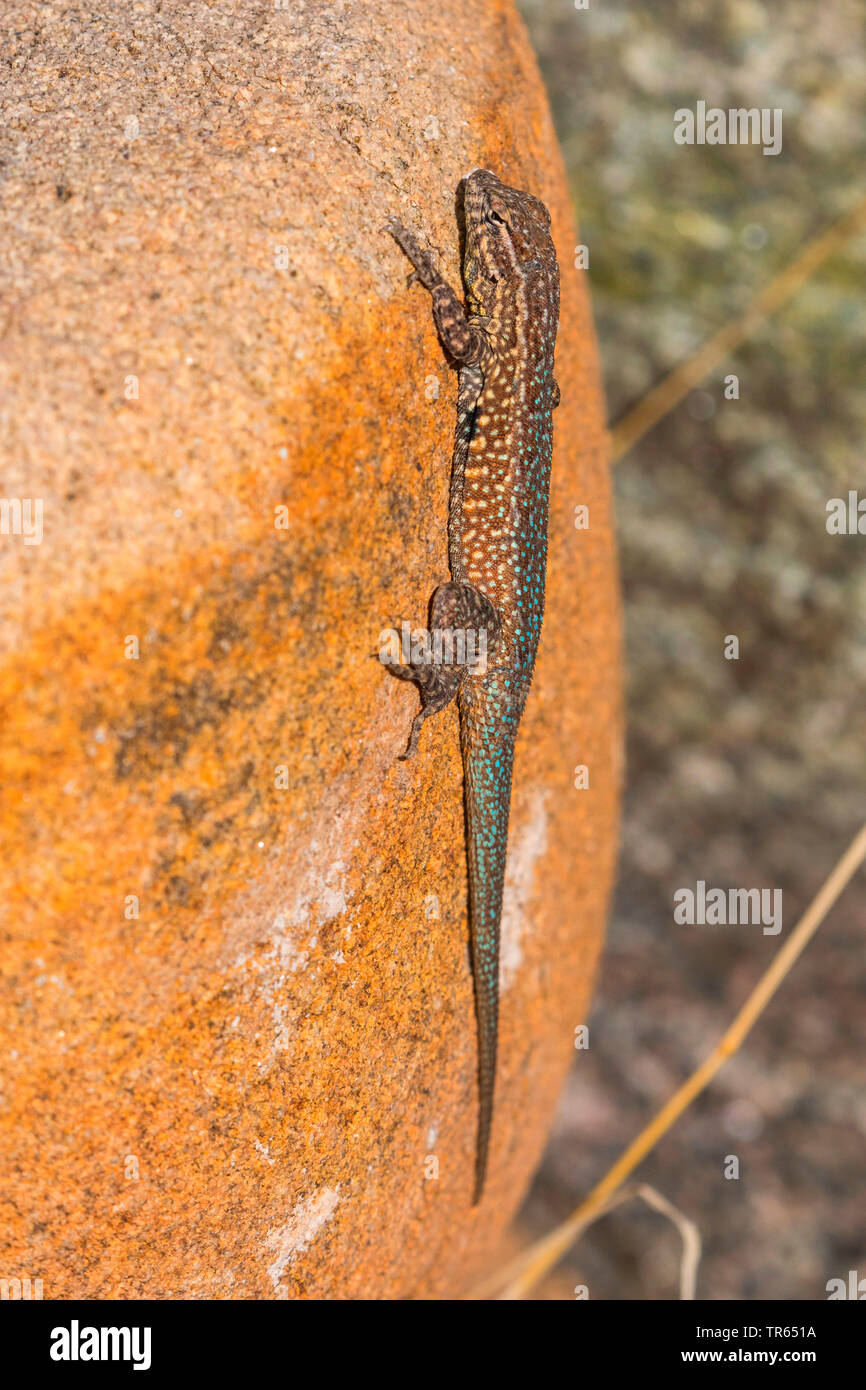 Side-blotched lizard, Common Side-blotched Lizard (Uta stansburiana), male at a rock, side view, USA, Arizona, Salt river Stock Photo
