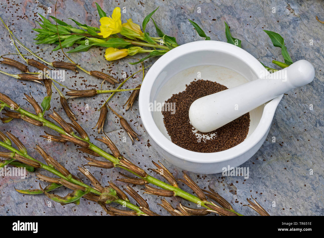 common evening primrose (Oenothera biennis), seed in a mortar, production of a evening primrose oil, Germany Stock Photo