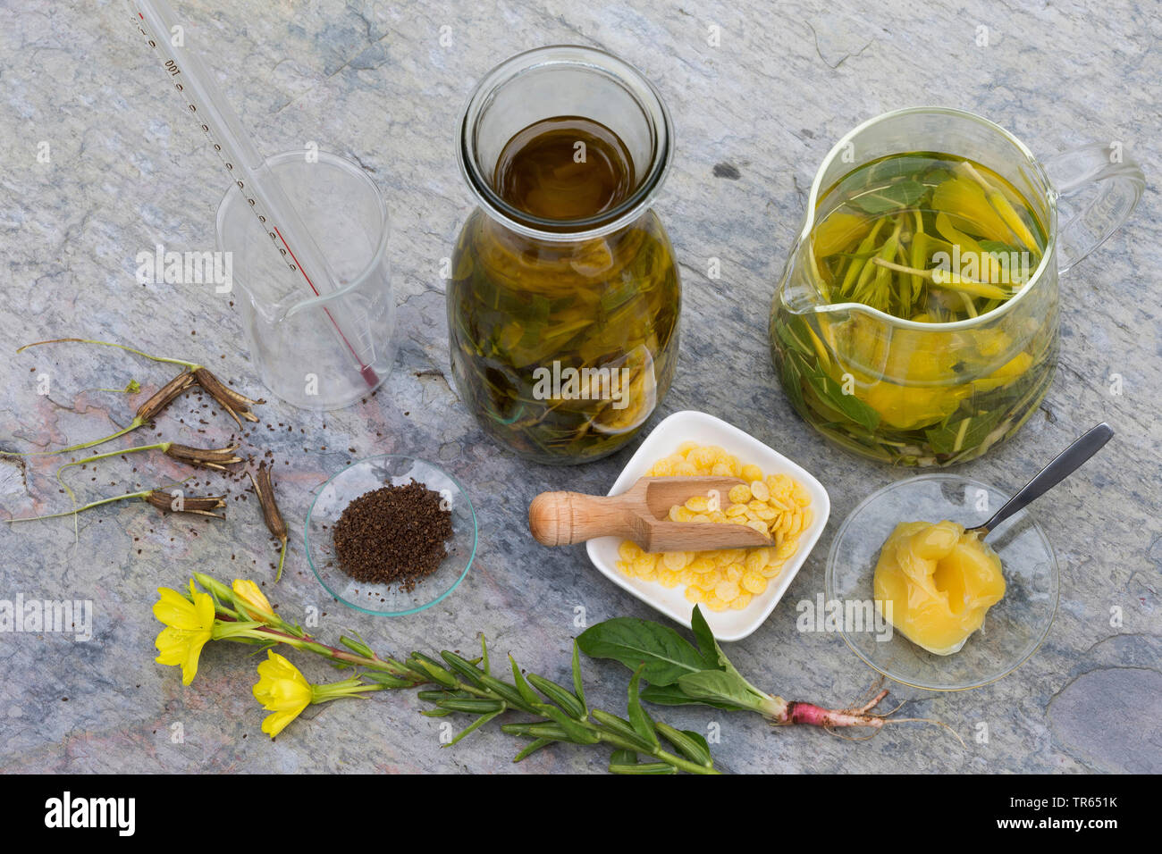 common evening primrose (Oenothera biennis), production of evening primrose cream, 1 step: ingredients oil, tea, lanolin, wax, series picture 1/10, Germany Stock Photo