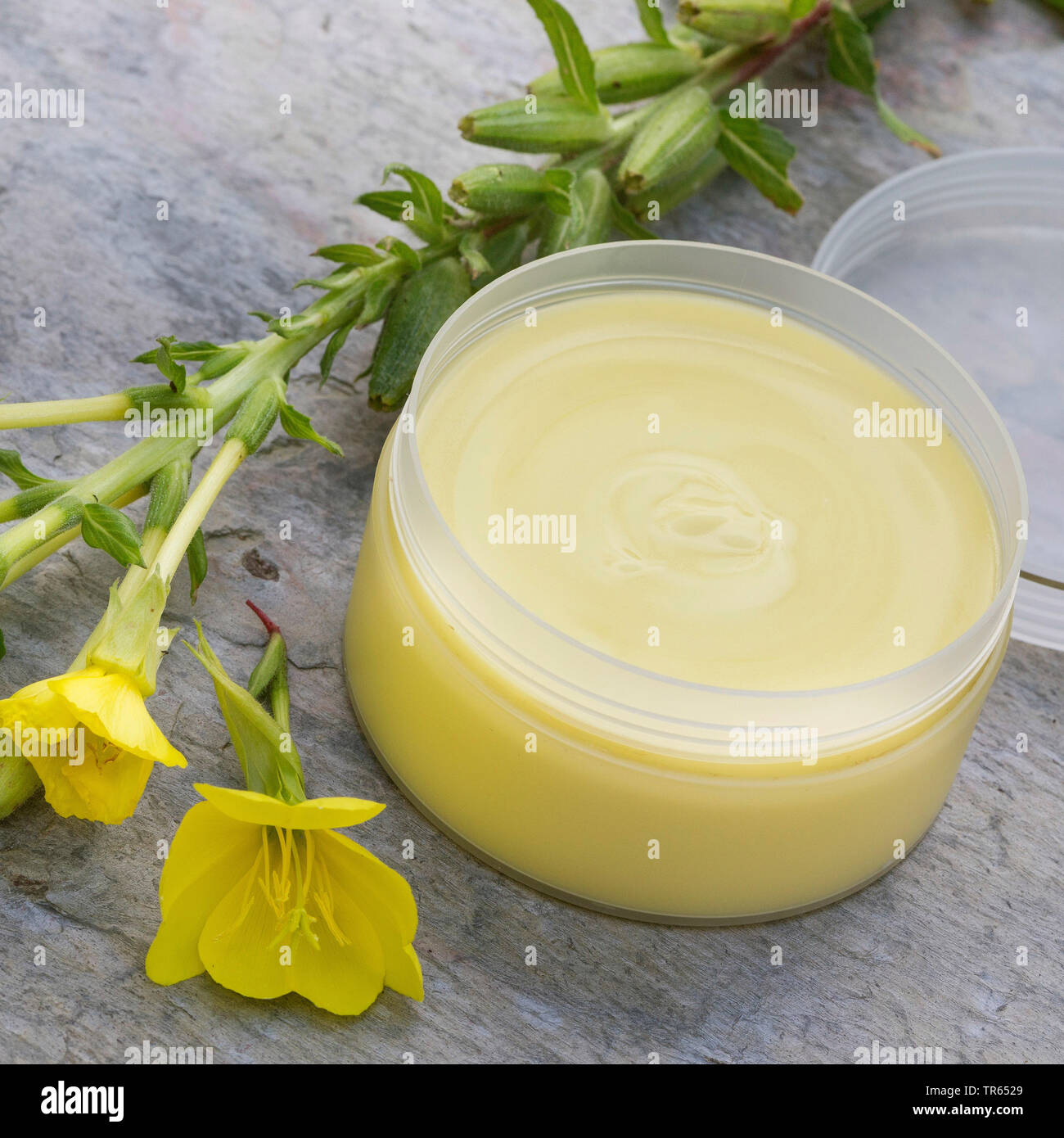 common evening primrose (Oenothera biennis), production of evening primrose cream, 10 step: ready cream of primrose tea, oil, lanolin and bee wax in a box, series picture 10/10, Germany Stock Photo