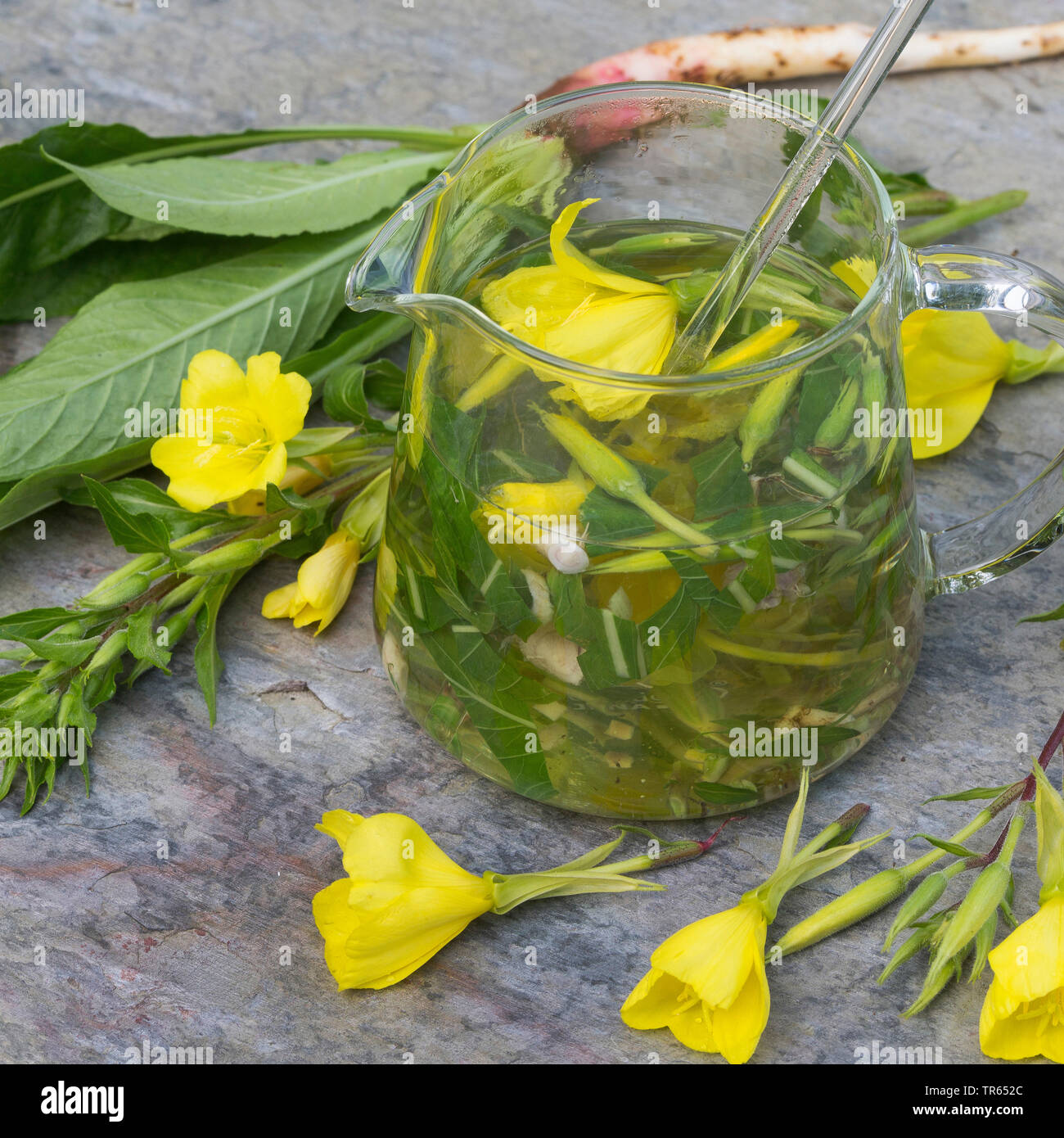 common evening primrose (Oenothera biennis), self-made evening primrose from flowers, leaves and roots, Germany Stock Photo