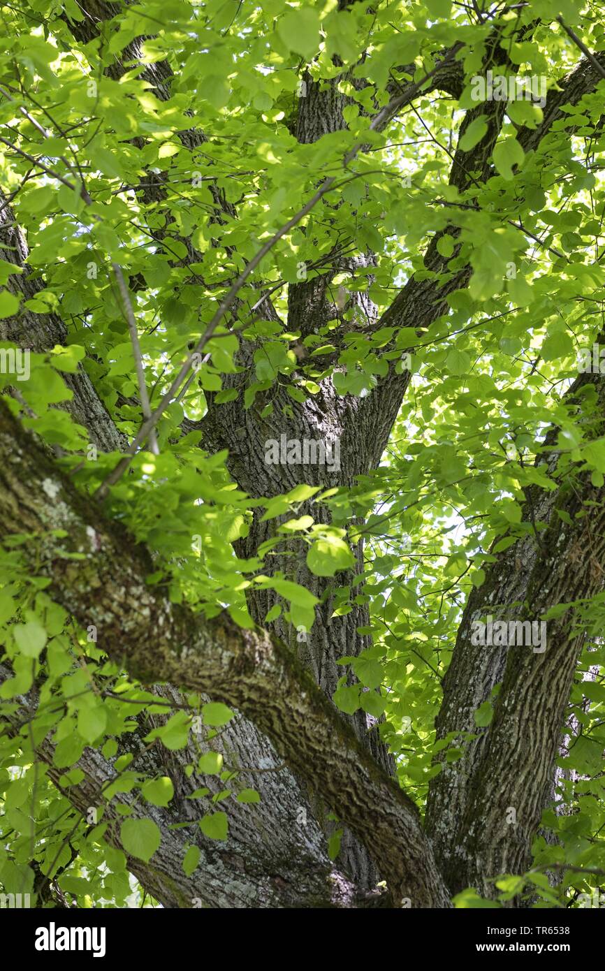 large-leaved lime, lime tree (Tilia platyphyllos), view to the crown from below, Germany Stock Photo