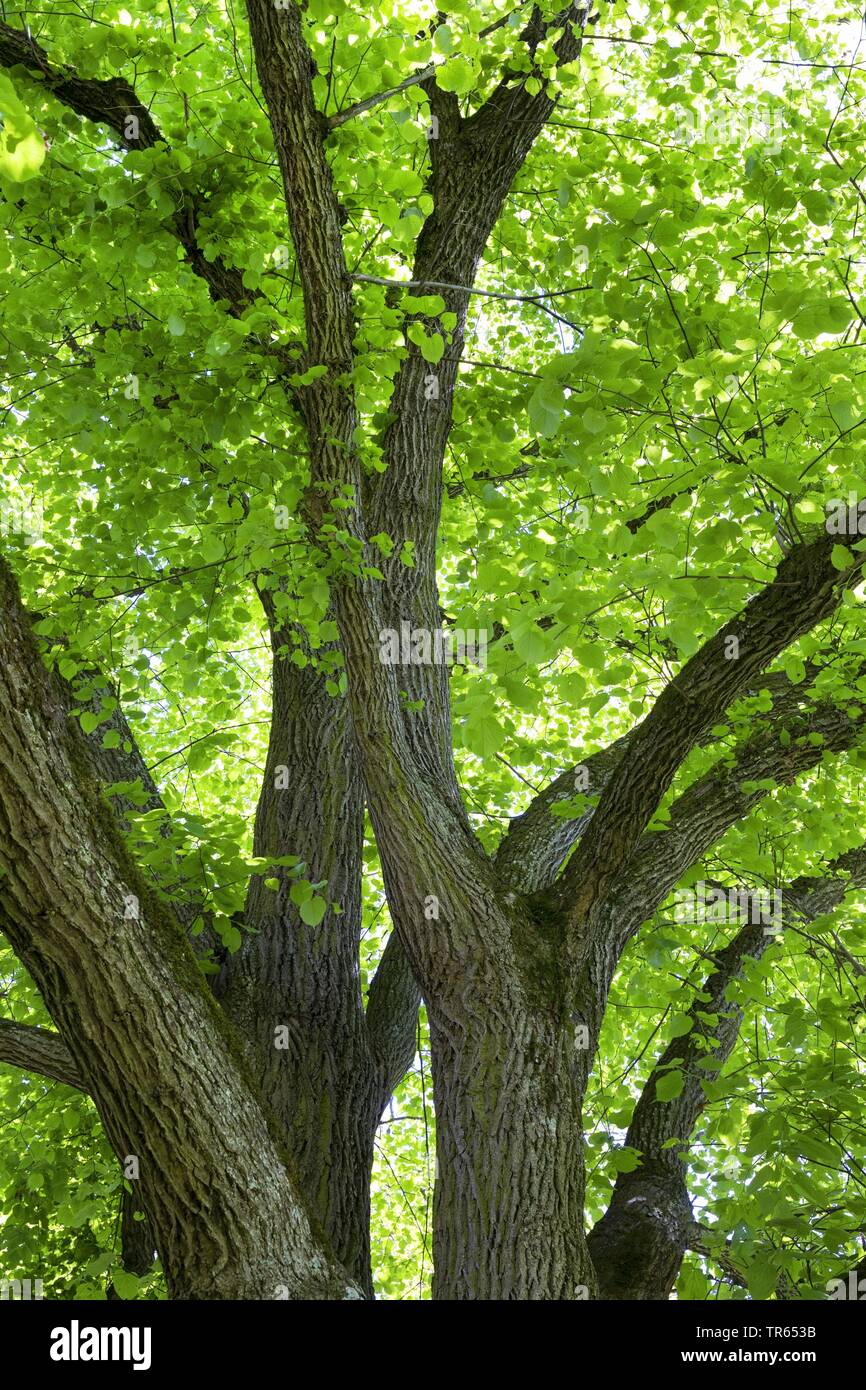 large-leaved lime, lime tree (Tilia platyphyllos), view to the crown from below, Germany Stock Photo