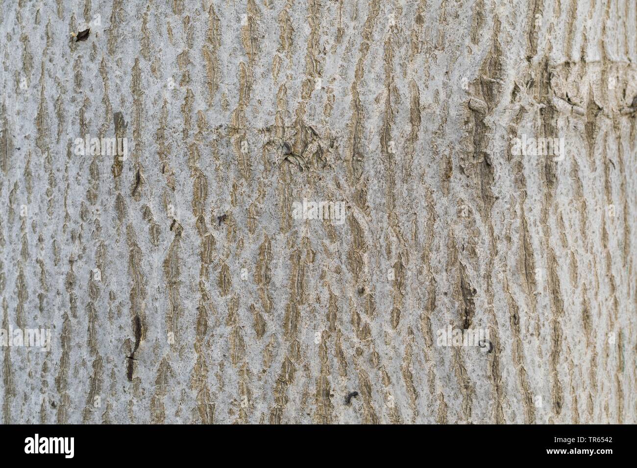 walnut (Juglans regia), bark, Germany Stock Photo