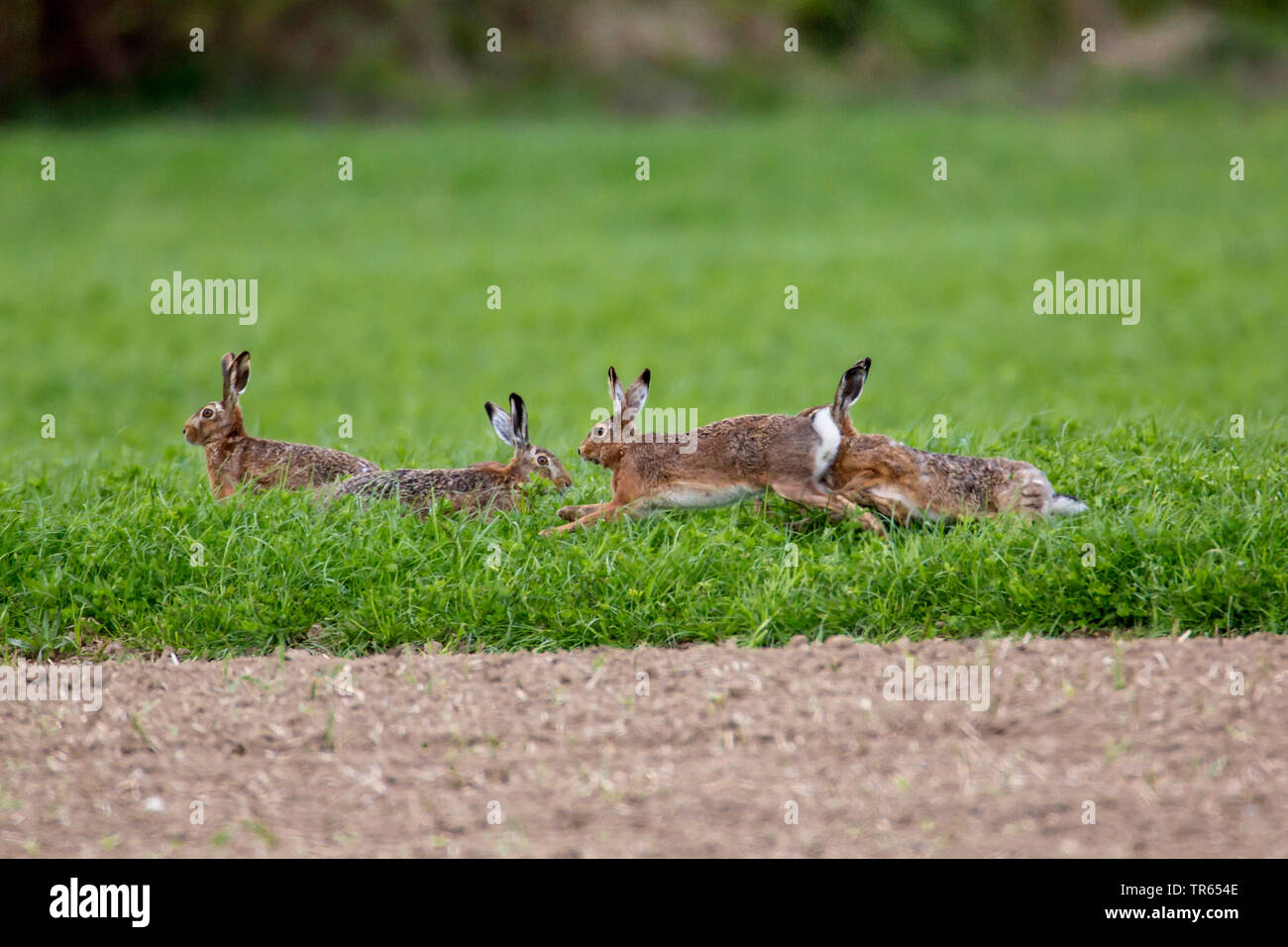European hare, Brown hare (Lepus europaeus), many rivals chasing each other over a field, Germany, Bavaria, Niederbayern, Lower Bavaria Stock Photo
