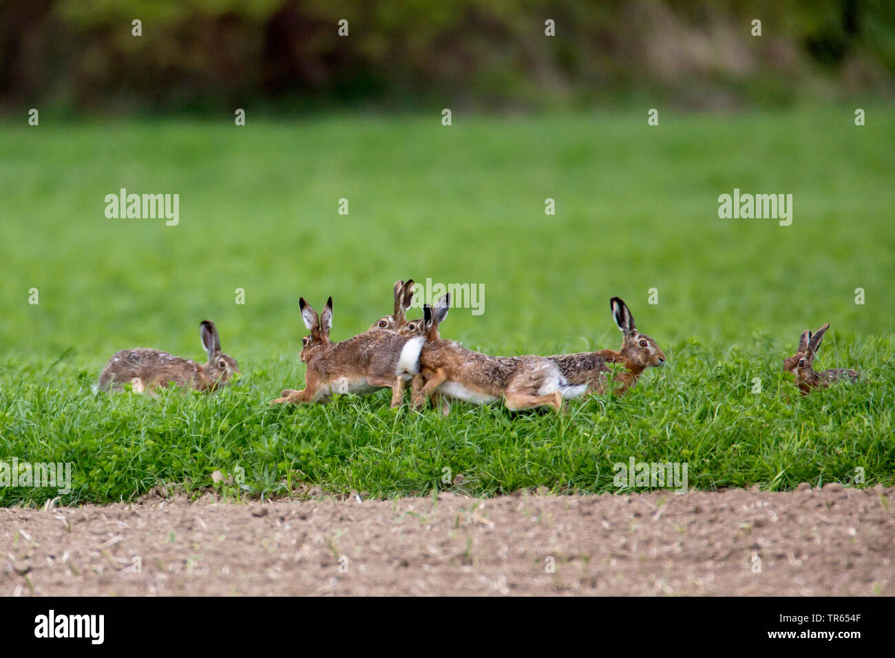 European hare, Brown hare (Lepus europaeus), many rivals chasing each other over a field, Germany, Bavaria, Niederbayern, Lower Bavaria Stock Photo