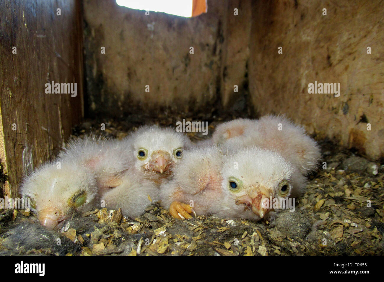 European Kestrel, Eurasian Kestrel, Old World Kestrel, Common Kestrel (Falco tinnunculus), chicks in a nest box, Germany, Bavaria, Niederbayern, Lower Bavaria Stock Photo