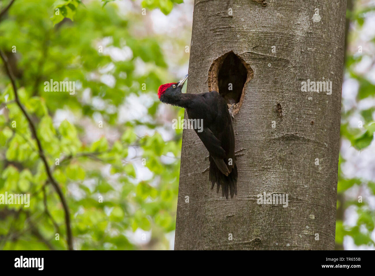black woodpecker (Dryocopus martius), male sitting at a woodpecker cavity, Germany, Bavaria, Niederbayern, Lower Bavaria Stock Photo