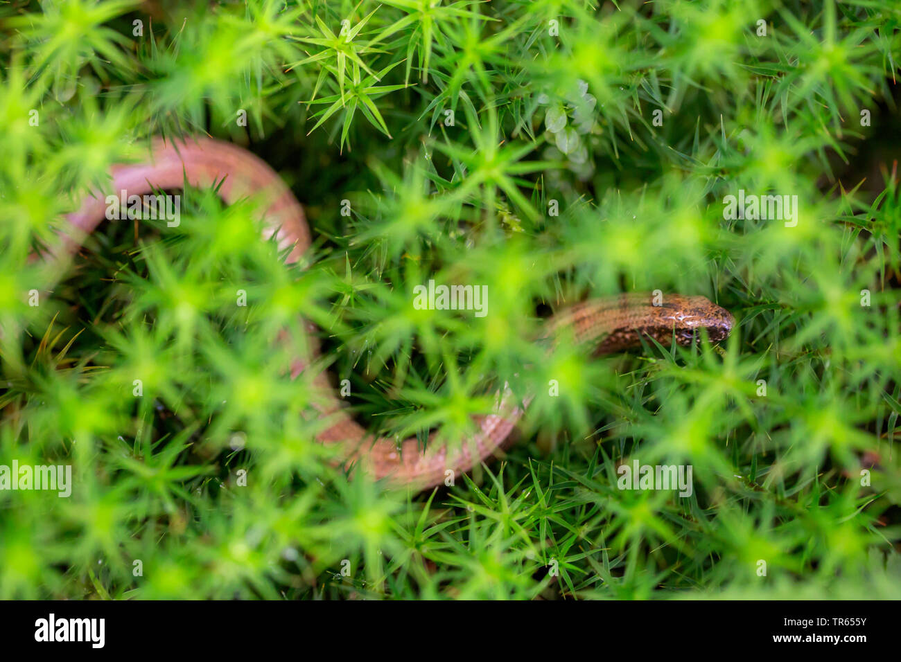 European slow worm, blindworm, slow worm (Anguis fragilis), creeping between moss, view from above, Germany, Bavaria, Niederbayern, Lower Bavaria Stock Photo