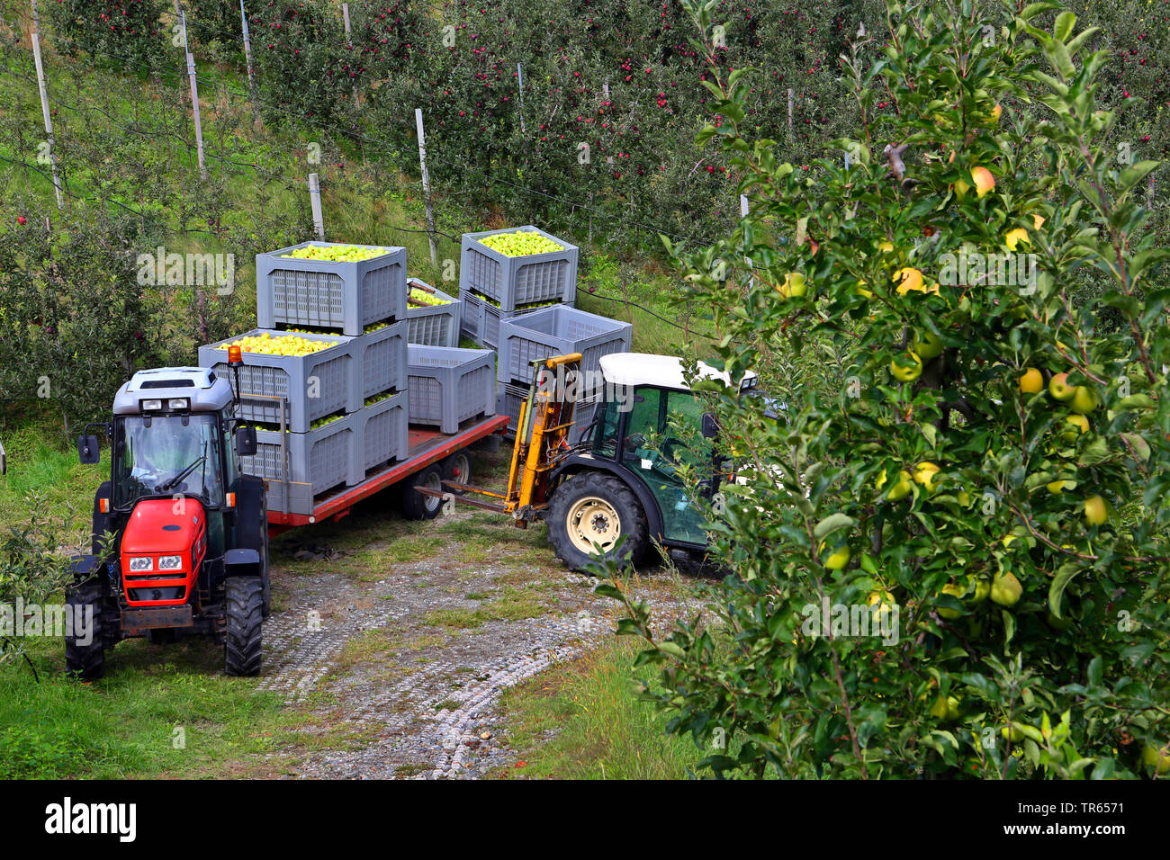 apple harvesting at Kuenser Waalweg, Italy, South Tyrol, Riffian Stock Photo