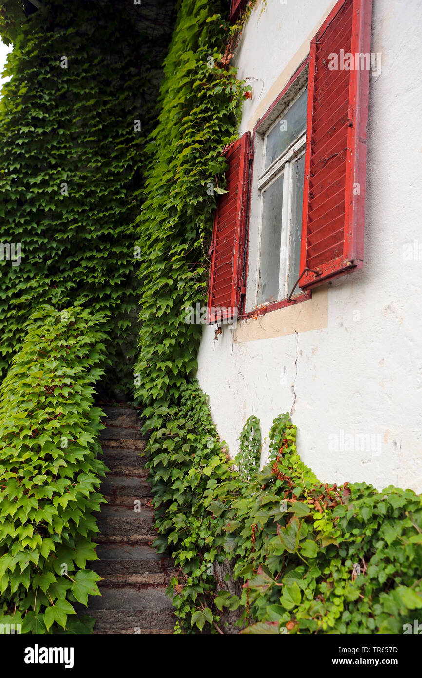 Boston ivy, Japanese creeper (Parthenocissus tricuspidata), house covered with Boston ivy, Italy, South Tyrol, Meran Stock Photo