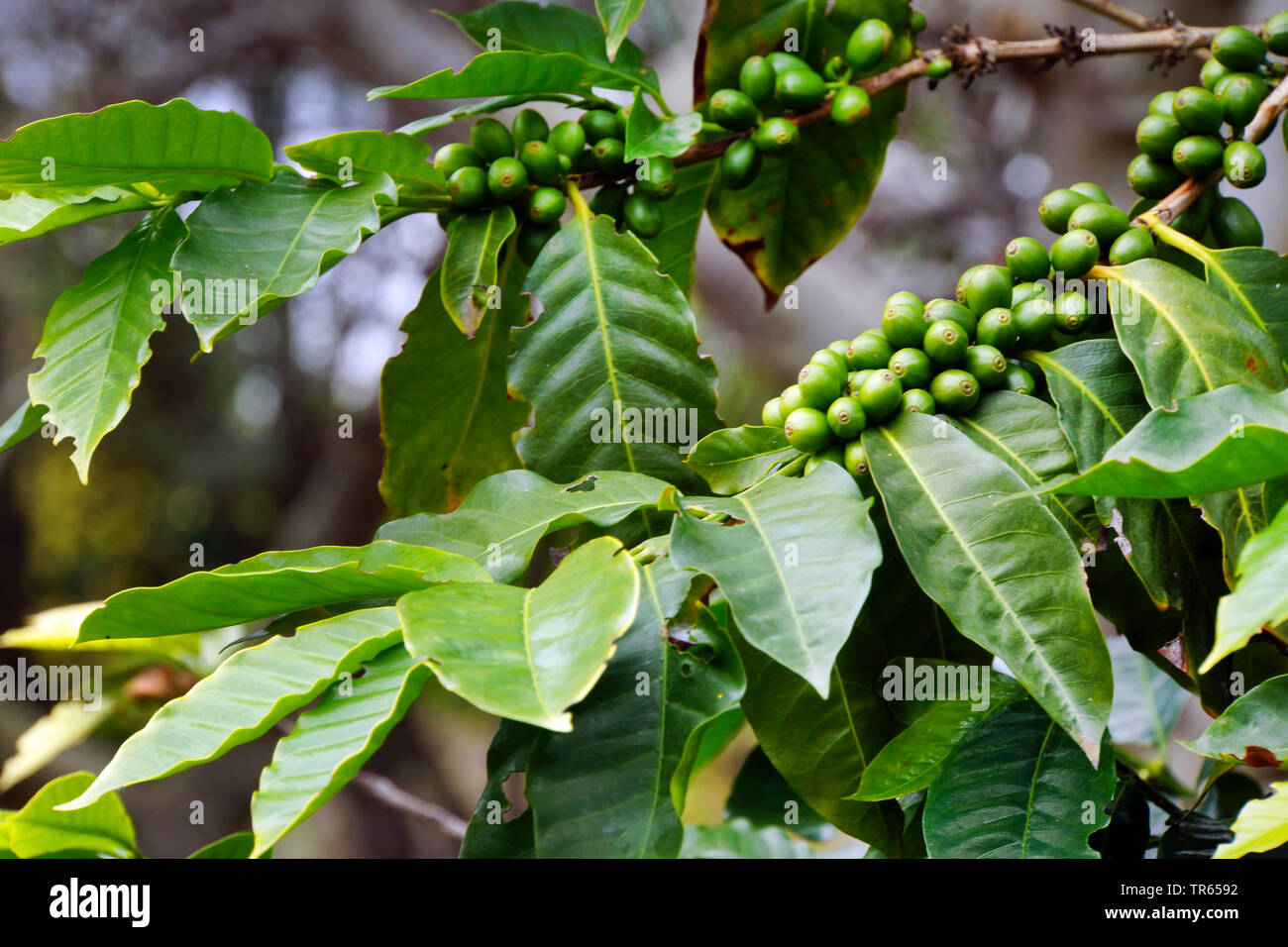 Arabian coffee (Coffea arabica), branche with immature fruits, Portugal, Madeira Stock Photo
