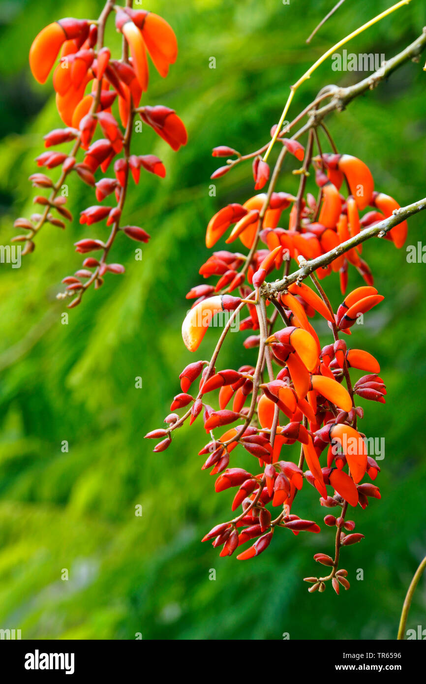 crying baby (Erythrina spec.), blooming, Portugal, Madeira Stock Photo