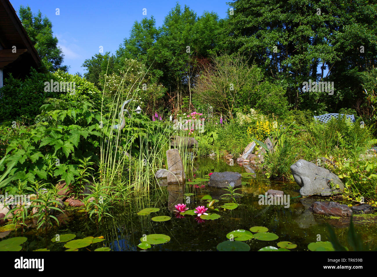 garden pond with water lilies, Germany, North Rhine-Westphalia Stock Photo