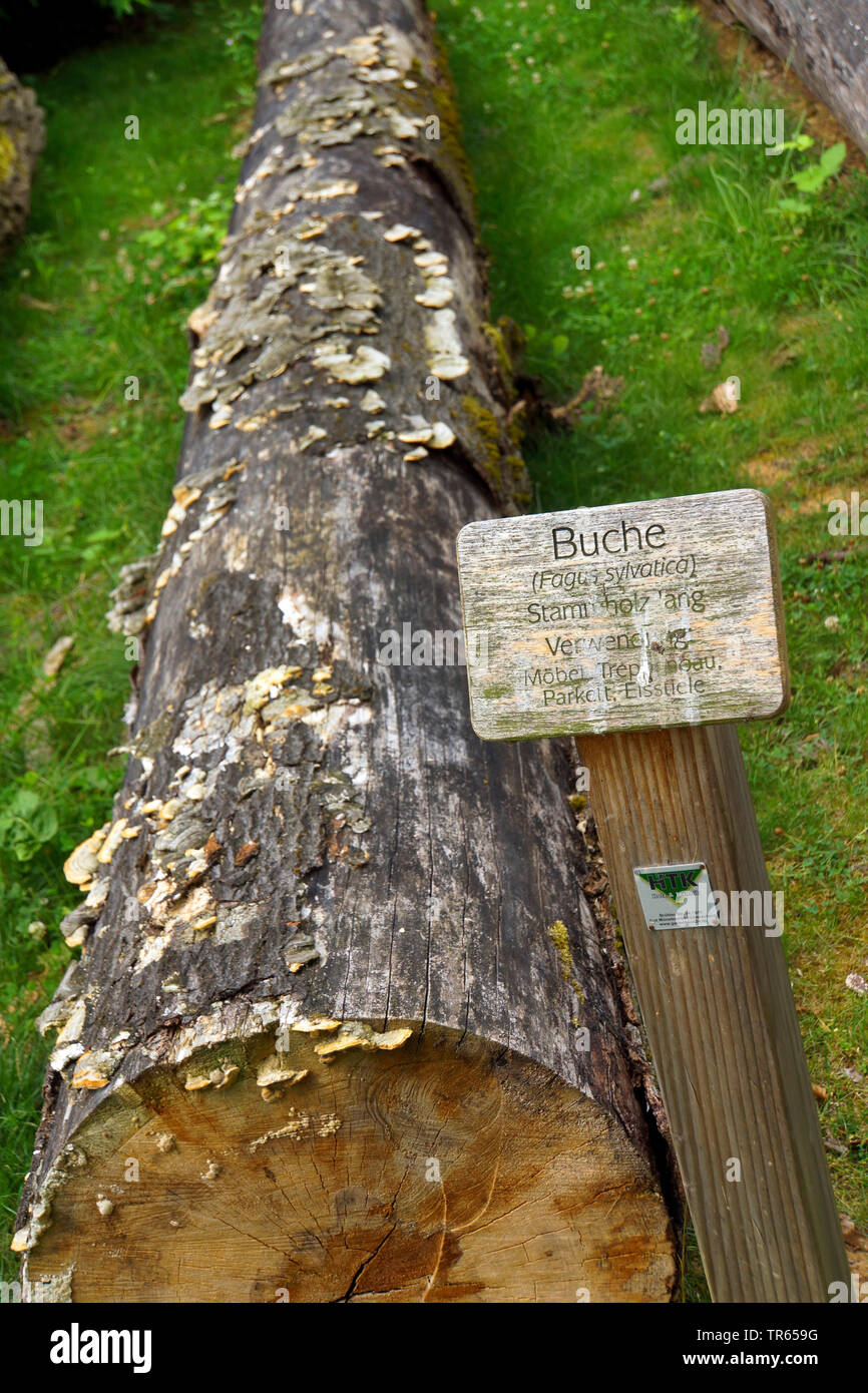 common beech (Fagus sylvatica), rotting tree trunk on a educational forest trail, Germany, North Rhine-Westphalia Stock Photo