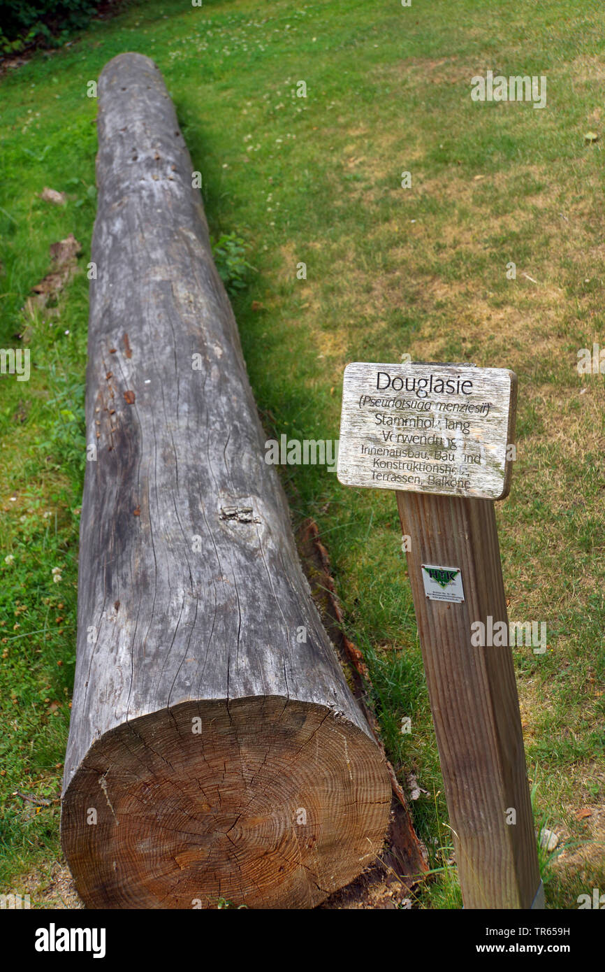 Douglas fir, Oregon pine (Pseudotsuga menziesii), rotting tree trunk on a educational forest trail, Germany, North Rhine-Westphalia Stock Photo