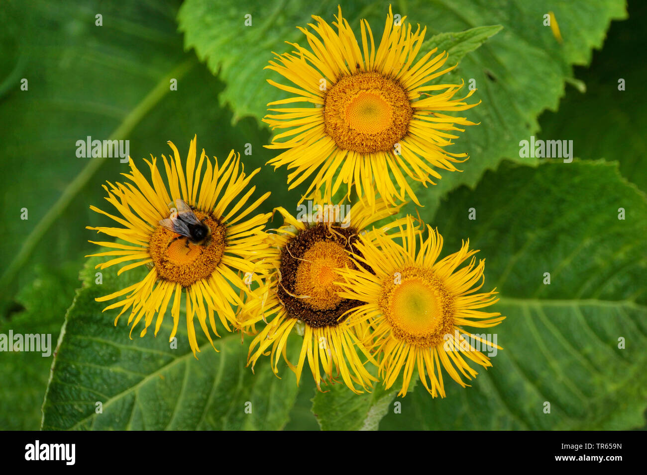 Showy Elecampane, Giant Inula (Inula magnifica), blooming Stock Photo