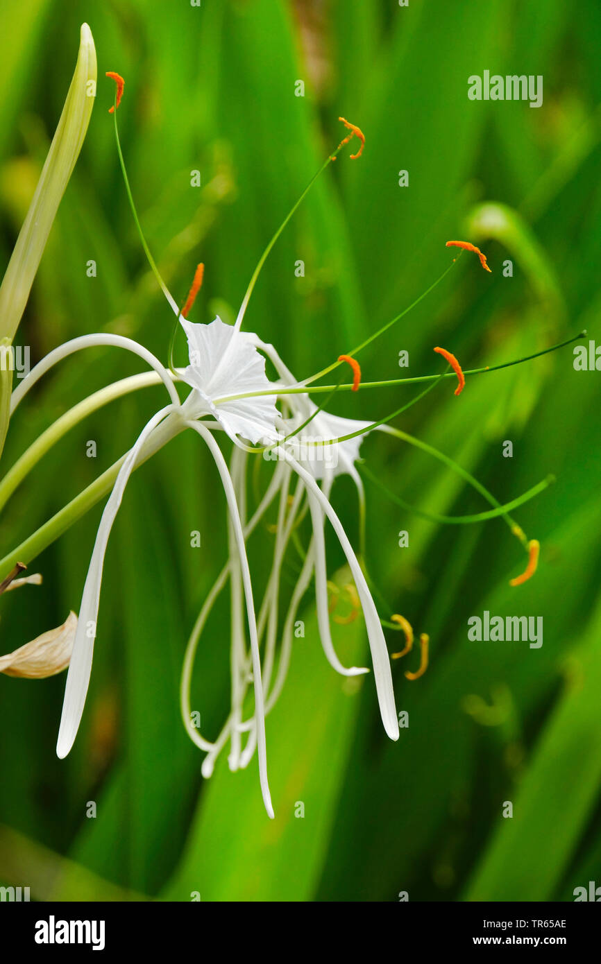 Peruvian Daffodill, Spider Lily (Hymenocallis festalis, Hymenocallis x festalis, Ismene festalis, Ismene x festalis), flower, USA, Florida Stock Photo