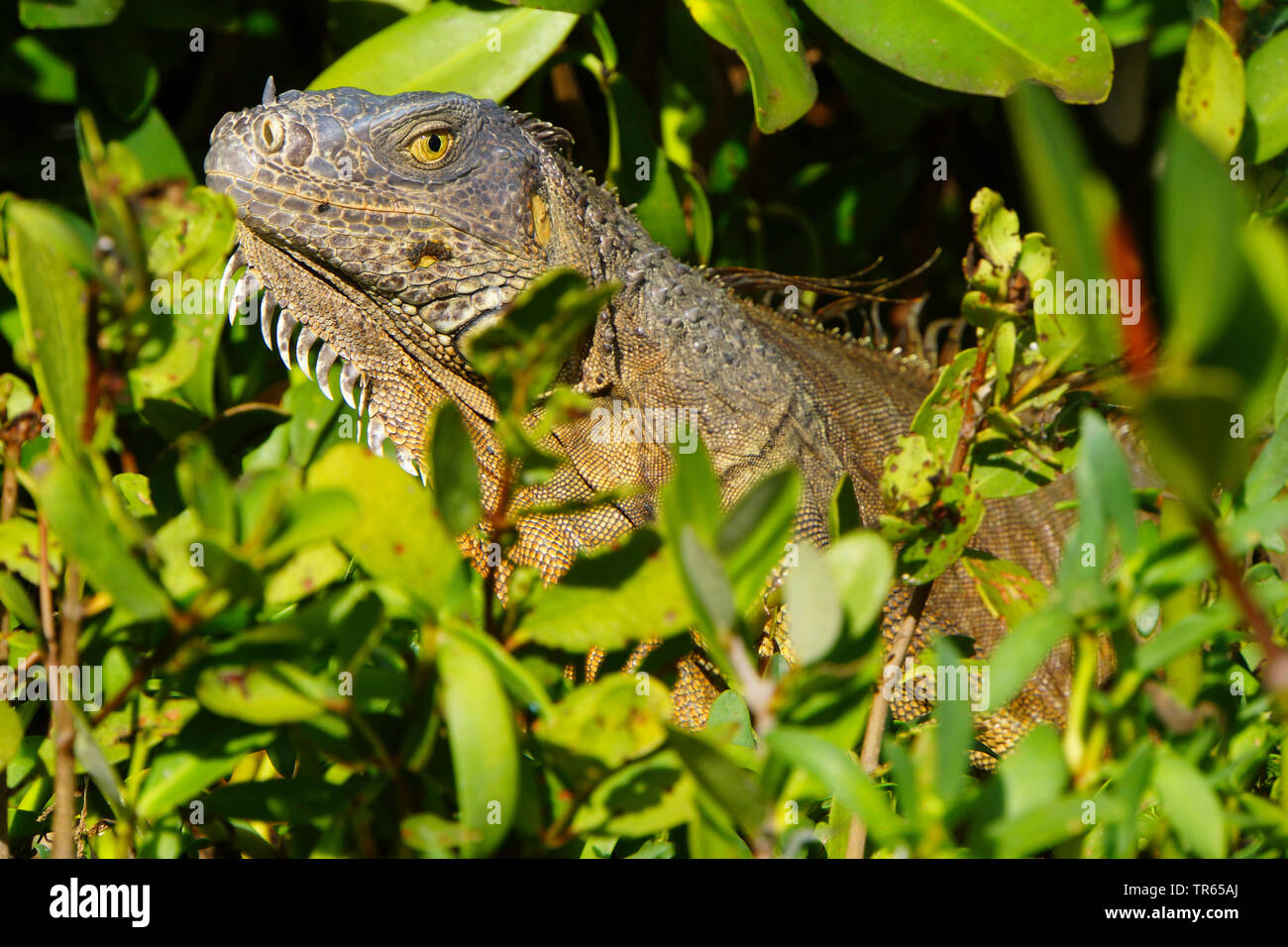 green iguana, common iguana (Iguana iguana), among plants, USA, Florida, Key Largo Stock Photo