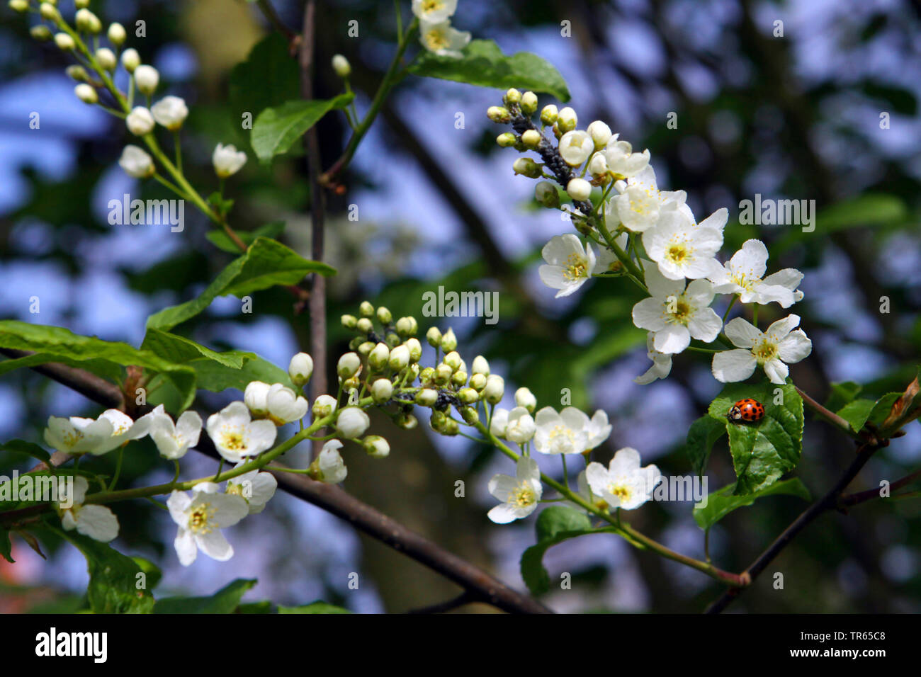 European bird cherry (Prunus padus, Padus avium), blooming branch with ladybird, Germany, North Rhine-Westphalia Stock Photo