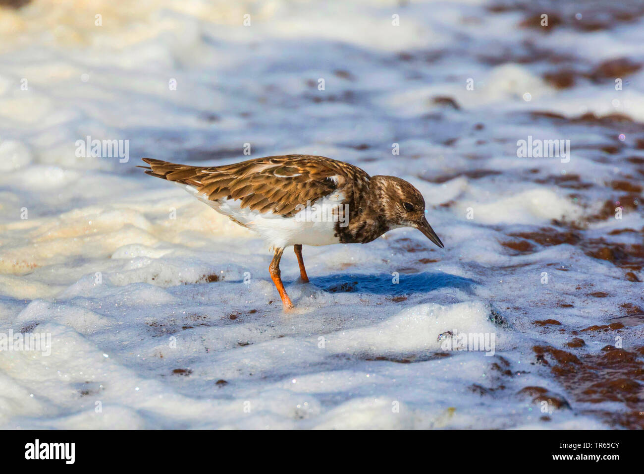 ruddy turnstone (Arenaria interpres), foraging in the foam of the wash margin, side view, USA, Hawaii, Kealia Pond, Kihei Stock Photo