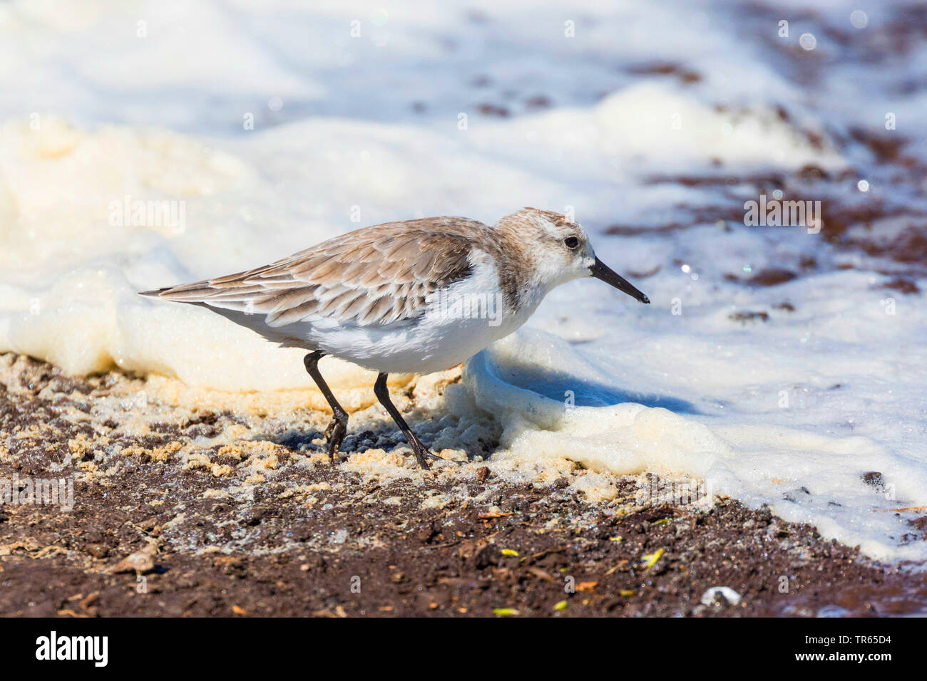sanderling (Calidris alba rubida), searching food in the foam of the wash margin, side view, USA, Hawaii, Kealia Pond, Kihei Stock Photo