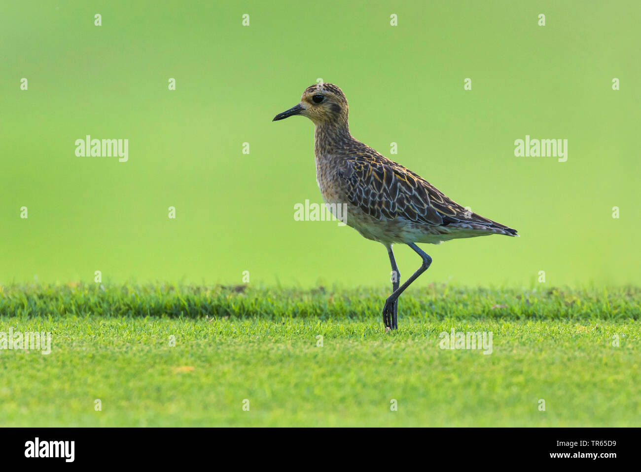 American golden plover (Pluvialis dominica), foraging on a golf course, side view, USA, Hawaii, Maui, Kihei Stock Photo