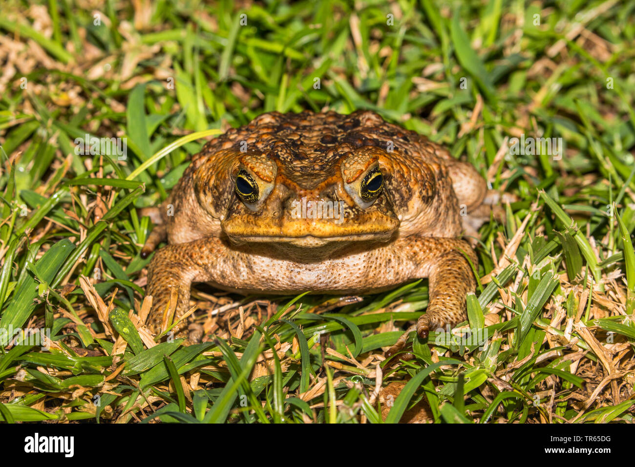 Giant toad, Marine toad, Cane toad, South American Neotropical toad (Bufo marinus, Rhinella marina), sitting in a meadow, front view, USA, Hawaii, Maui, Kihei Stock Photo