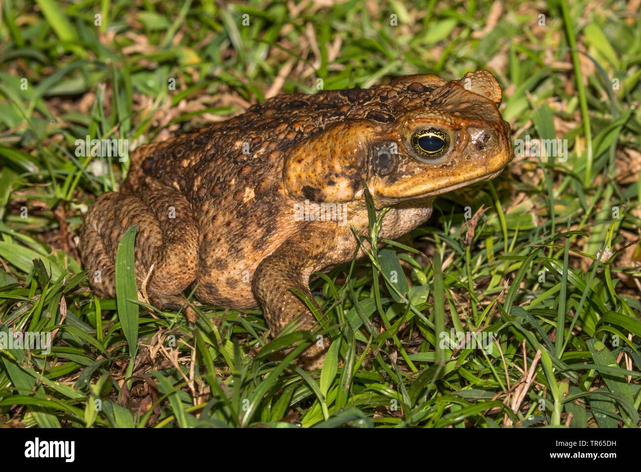 Giant toad, Marine toad, Cane toad, South American Neotropical toad (Bufo marinus, Rhinella marina), sitting in a meadow, side view, USA, Hawaii, Maui, Kihei Stock Photo