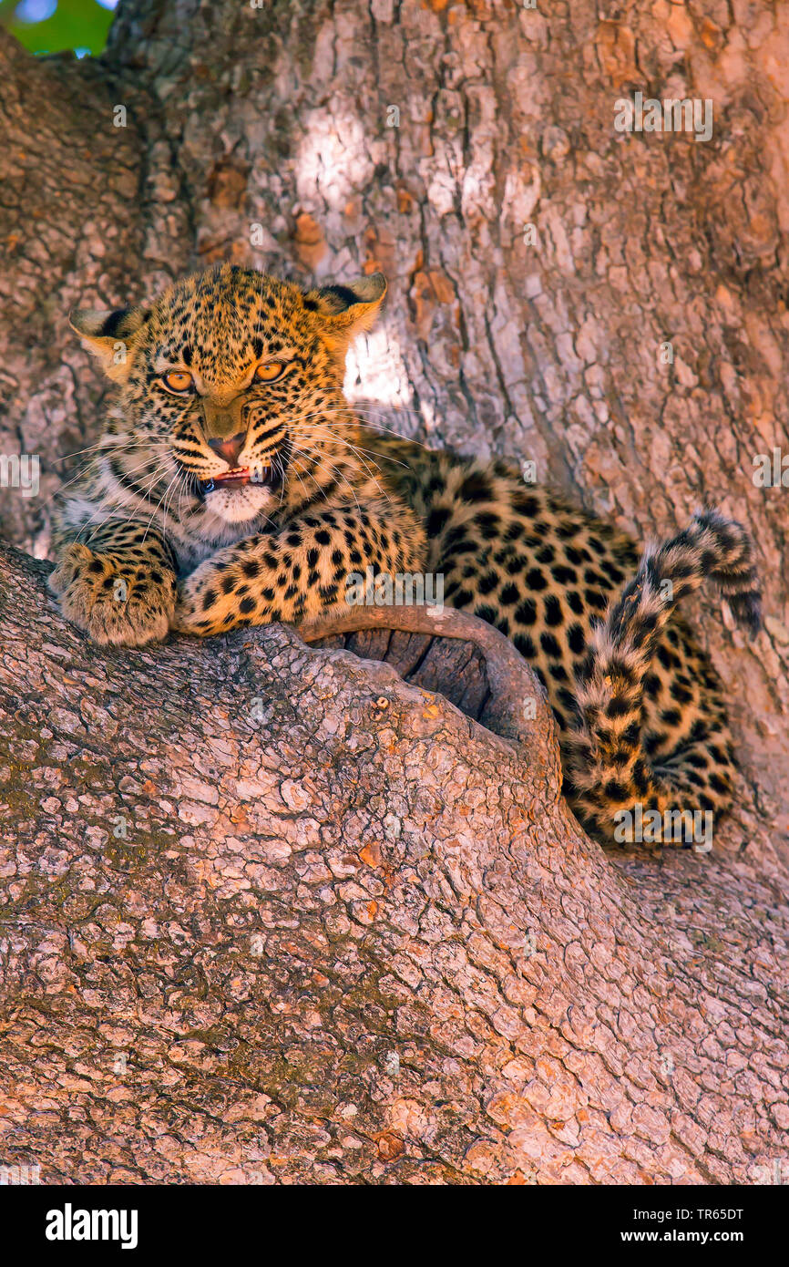 leopard (Panthera pardus), young male sitting in a fork of a branch and snarling, Botswana Stock Photo