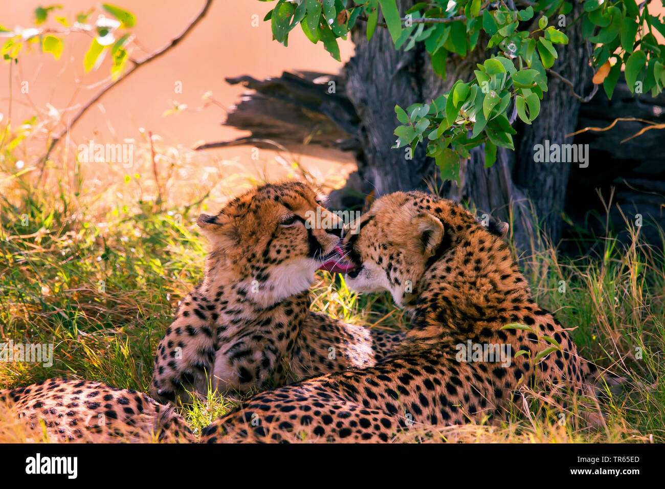 cheetah (Acinonyx jubatus), mother cheetah caressing young animal, Botswana Stock Photo
