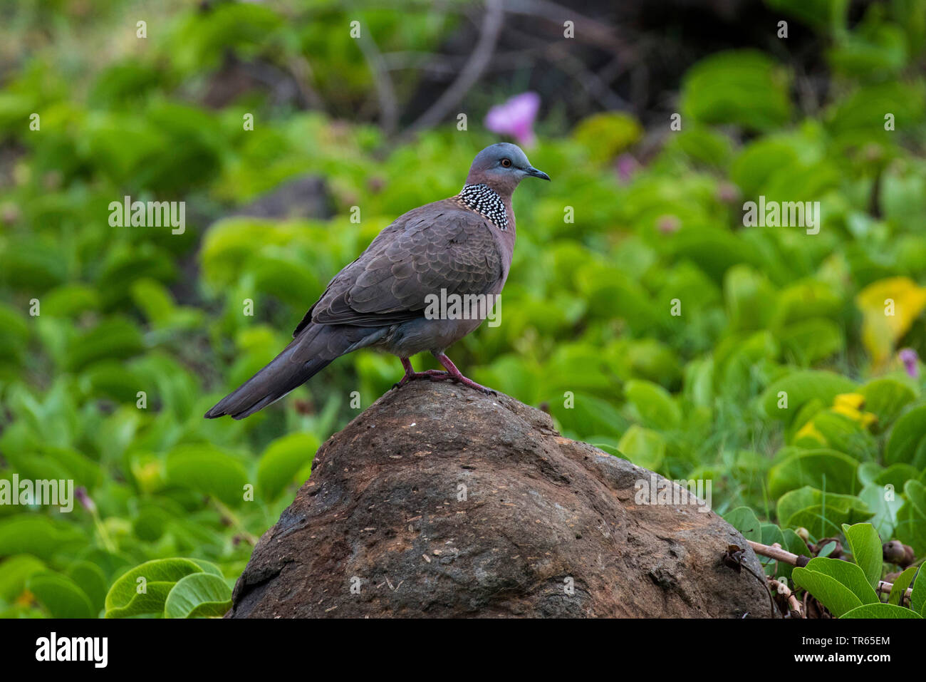 Spotted-necked dove (Streptopelia chinensis), sitting on a lava stone, side view, USA, Hawaii, Maui Stock Photo