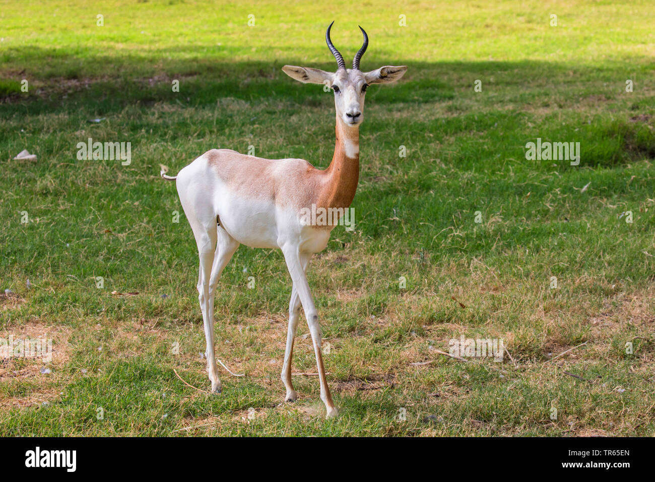 Addra gazelle (Nanger dama, Gazella dama), female walking in a meadow, USA, Arizona Stock Photo