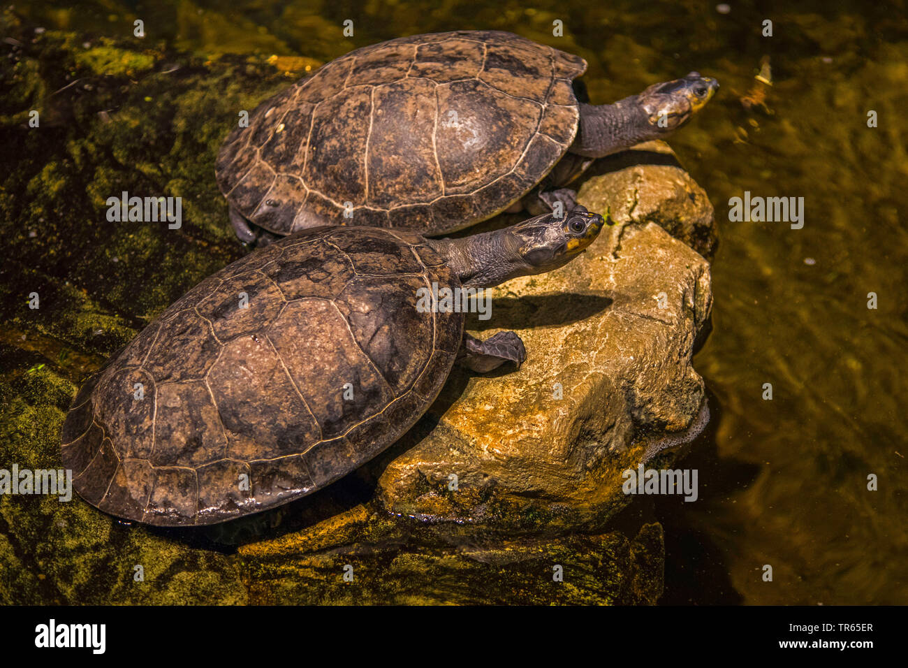 yellow-headed sideneck, yellow-spotted sideneck turtle, yellow-spotted Amazon River turtle, yellow-spotted river turtle (Podocnemis unifilis), sunbathing on a stone in water, USA, Arizona Stock Photo