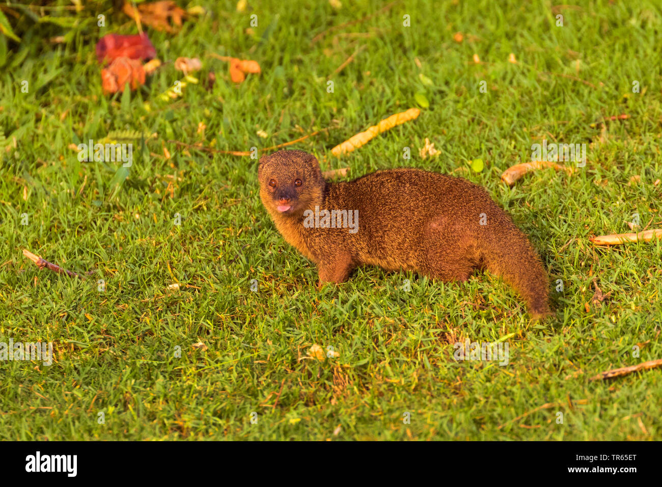 Indian mongoose (Herpestes javanicus), standing on a golf course and poking, USA, Hawaii, Maui Stock Photo
