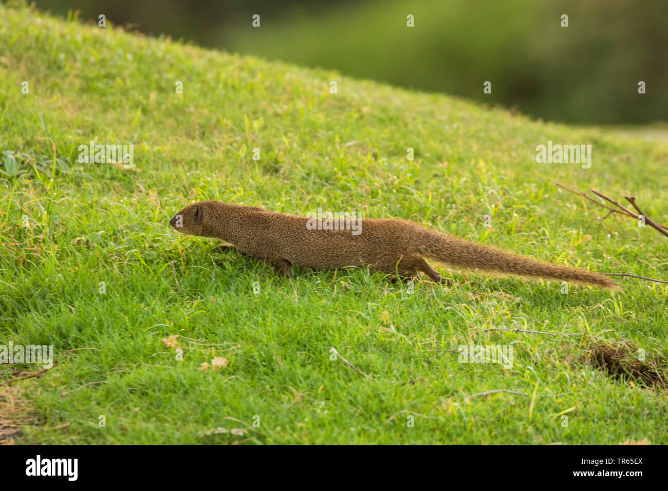 Indian mongoose (Herpestes javanicus), walking over a golf course, side view, USA, Hawaii, Maui Stock Photo
