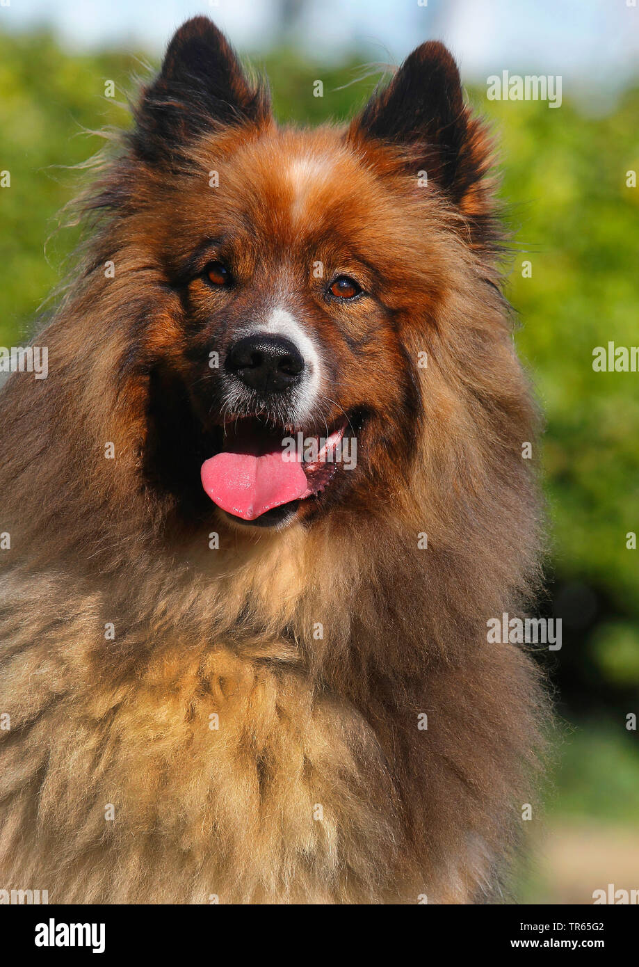Elo, Great Elo (Canis lupus f. familiaris), five years old male dog, portrait, Germany Stock Photo