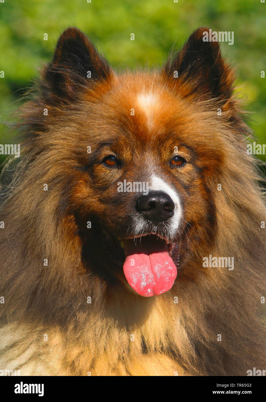 Elo, Great Elo (Canis lupus f. familiaris), five years old male dog, portrait, Germany Stock Photo