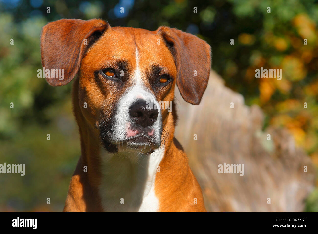 mixed breed dog (Canis lupus f. familiaris), six years old Boxer Aussie