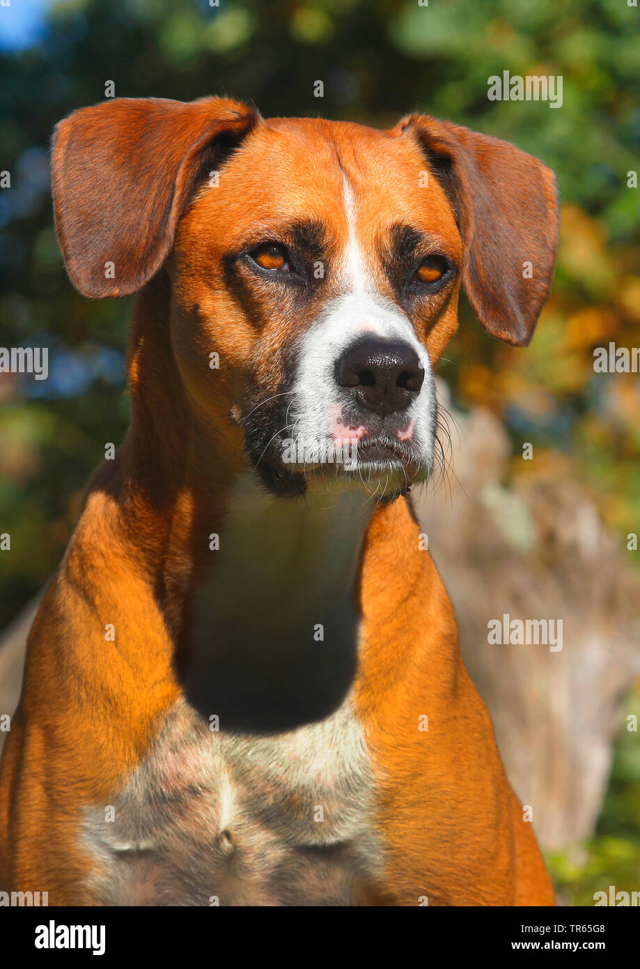 mixed breed dog (Canis lupus f. familiaris), six years old Boxer Aussie mongrel, portrait, Germany Stock Photo
