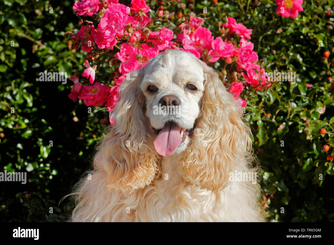 American Cocker Spaniel (Canis lupus f. familiaris), seven years old ...