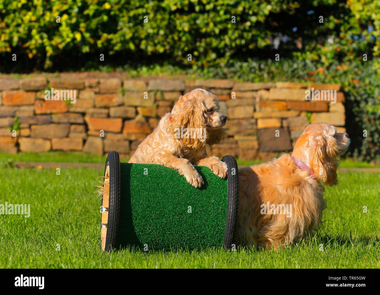 American cocker spaniels hi-res stock photography and images - Alamy