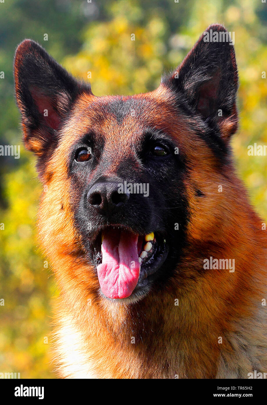 Malinois (Canis lupus f. familiaris), six years old male dog, portrait, Germany Stock Photo